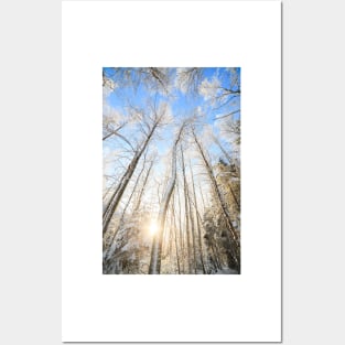 Winter forest Posters and Art